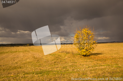 Image of   trees   in  autumn  