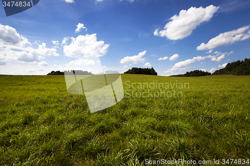 Image of  green unripe grains