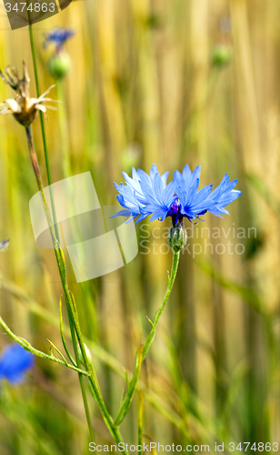 Image of cornflowers 