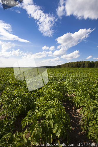 Image of  green potatoes 