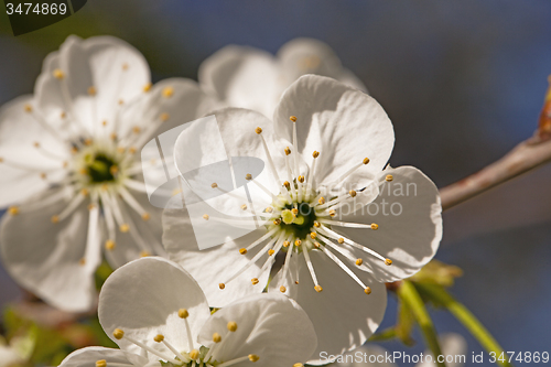 Image of apple-tree flowers 