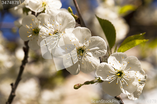 Image of apple-tree flowers 