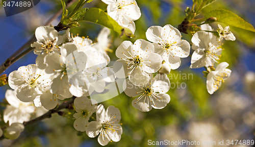 Image of apple-tree flowers 