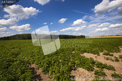 Image of potato field  