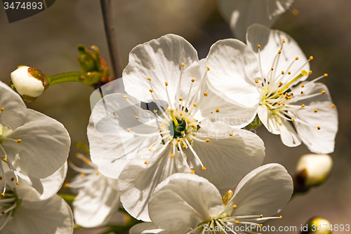 Image of blossoming apple-tree  