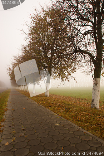 Image of   trees   in  autumn  