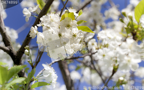 Image of blossoming cherry  