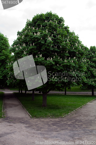 Image of   trees in  summer 