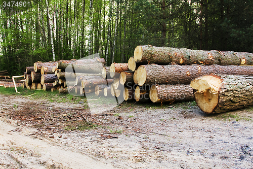 Image of   sawed trees