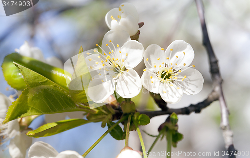 Image of apple-tree flowers 