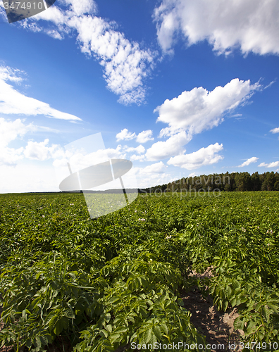 Image of potato field  