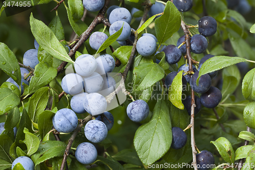 Image of Prunus Spinosa Branch