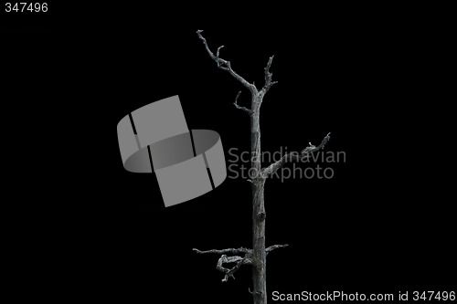 Image of Dead tree black sky