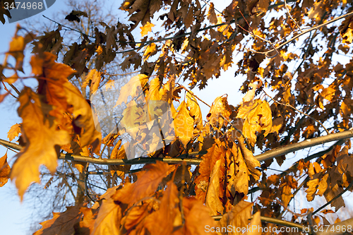 Image of yellow foliage  