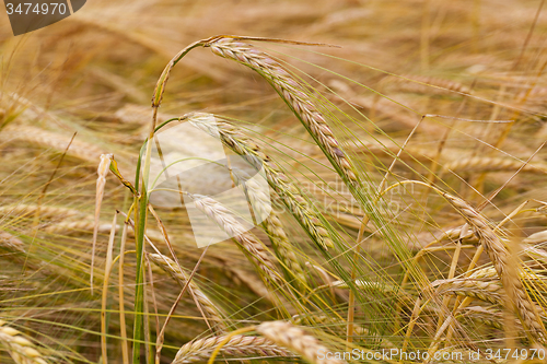 Image of turning green rye  