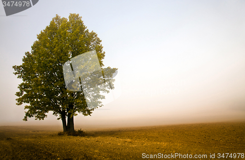 Image of one tree