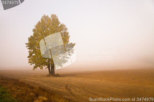 Image of   trees   in  autumn  