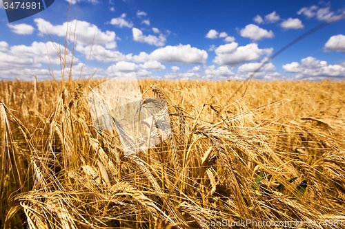 Image of mature wheat  