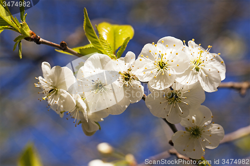 Image of apple-tree flowers  