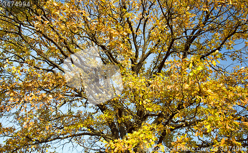 Image of   trees   in  autumn  