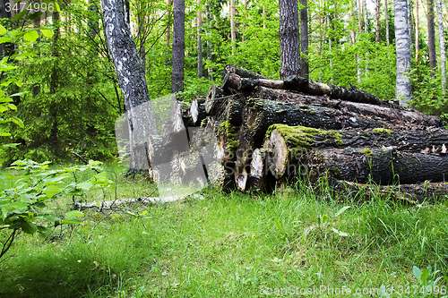 Image of   sawed trees