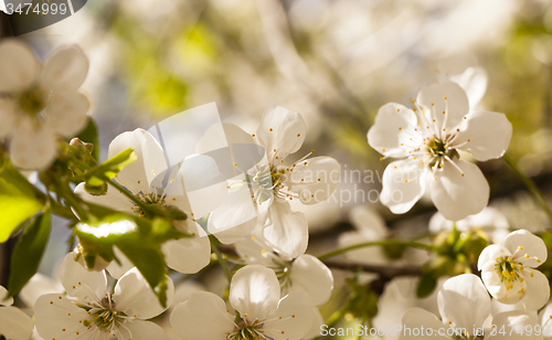 Image of apple-tree flowers 