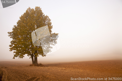 Image of tree in a fog