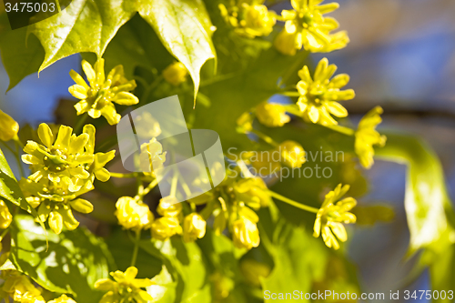 Image of maple flowers  