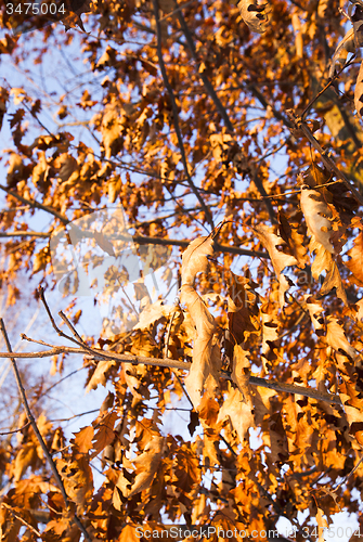 Image of the turned yellow foliage  