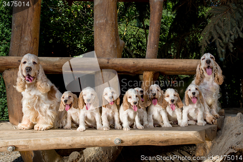 Image of family of English Cocker Spaniel with small puppy