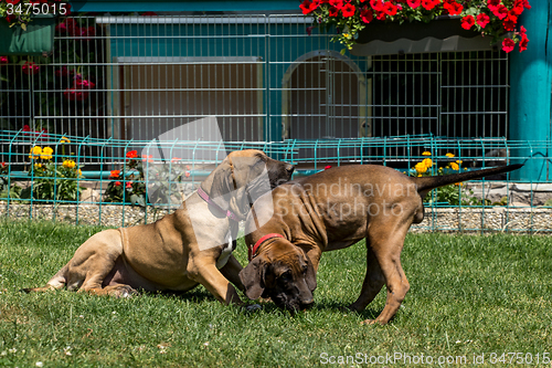 Image of two puppy of Fila Brasileiro (Brazilian Mastiff)