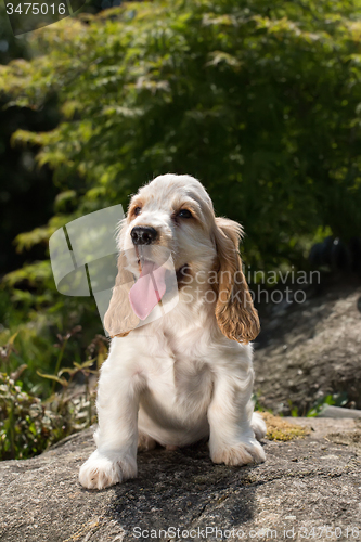 Image of Looking English Cocker Spaniel puppy