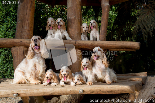 Image of family of English Cocker Spaniel with small puppy