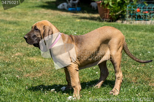 Image of puppy of Fila Brasileiro (Brazilian Mastiff)