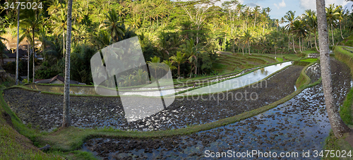 Image of Rice terraced paddy fields in Gunung Kawi, Bali, Indonesia