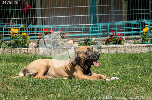 Image of puppy of Fila Brasileiro (Brazilian Mastiff)