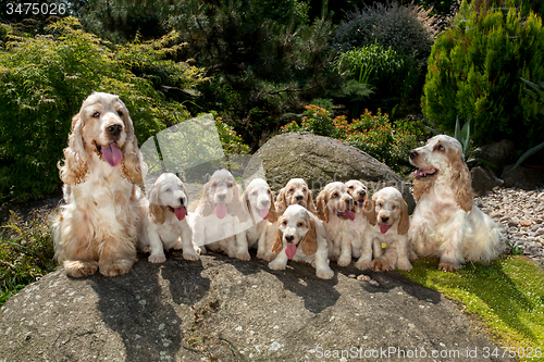 Image of family of English Cocker Spaniel with small puppy