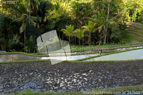 Image of Rice terraced paddy fields in Gunung Kawi, Bali, Indonesia