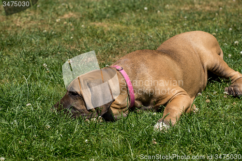 Image of puppy of Fila Brasileiro (Brazilian Mastiff)