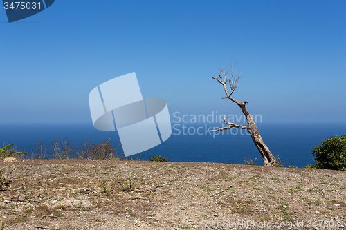 Image of dead tree at Bali Manta Point Diving place at Nusa Penida island