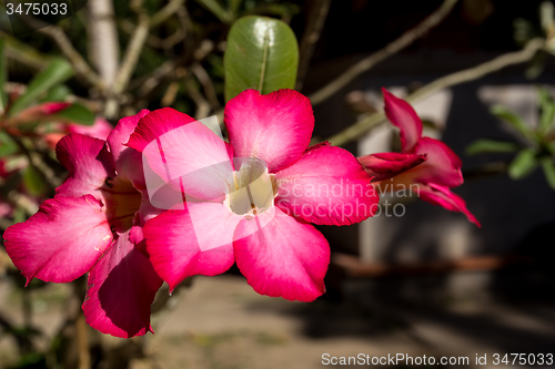 Image of beautiful red Adenium flowers