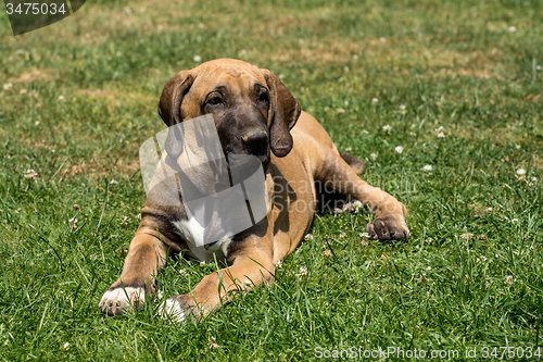 Image of puppy of Fila Brasileiro (Brazilian Mastiff)