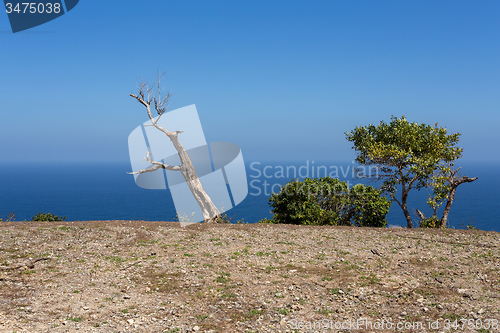 Image of dead tree at Bali Manta Point Diving place at Nusa Penida island