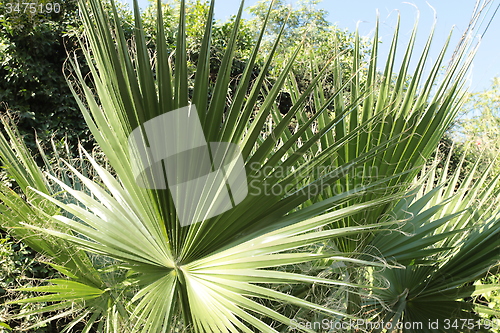Image of Palm Trees_5774
