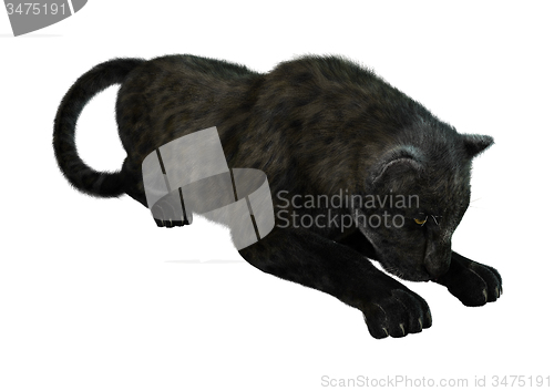 Image of Big Cat Black Panther