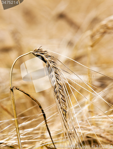 Image of mature wheat  