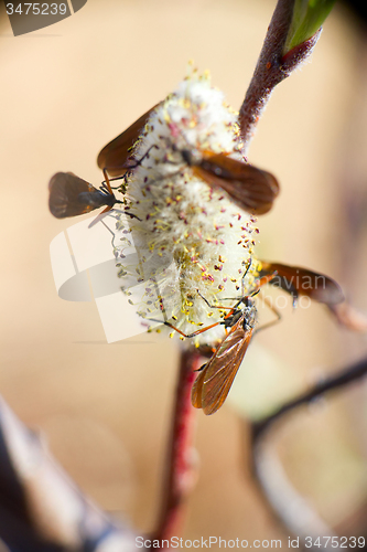 Image of insects drink North the nectar of a flowering tree