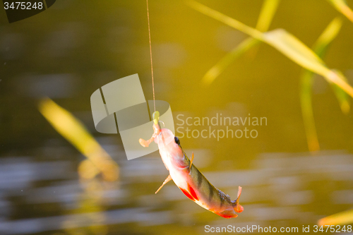 Image of summer perch fishing bait