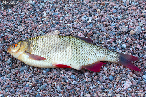 Image of summer lake fishing Rudd fish
