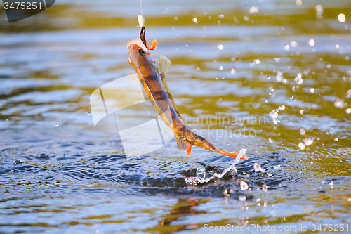 Image of surf and spray perch fishing